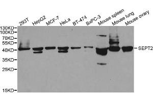 Western blot analysis of extracts of various cell lines, using SEPT2 antibody. (Septin 2 anticorps)