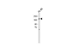 Anti-BCORL1 Antibody (N-term) at 1:500 dilution + HL-60 whole cell lysate Lysates/proteins at 20 μg per lane. (BCORL1 anticorps  (N-Term))