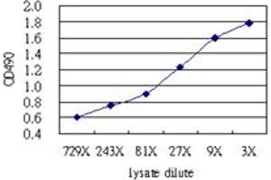 Sandwich ELISA detection sensitivity ranging from approximately 729x to 3x dilution of the IFITM3 293T overexpression lysate (non-denatured). (IFITM3 (Humain) Matched Antibody Pair)