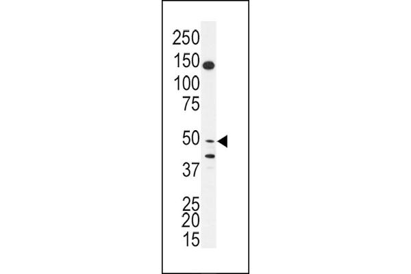 BPIL1 anticorps  (N-Term)