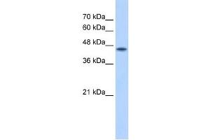 POFUT2 antibody used at 2. (POFUT2 anticorps  (C-Term))