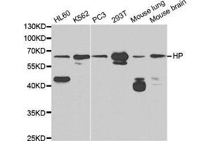 Western blot analysis of extracts of various cell lines, using HP antibody. (Haptoglobin anticorps)