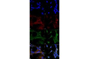 Immunocytochemistry/Immunofluorescence analysis using Mouse Anti-4-Hydroxy-2-hexenal Monoclonal Antibody, Clone 6F10 . (4-Hydroxy-2-Hexenal (4-HHE) anticorps (PerCP))