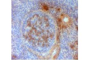 Immunohistochemistry (IHC) image for Mouse anti-Chicken IgM antibody (ABIN2474843) (Souris anti-Poulet IgM Anticorps)