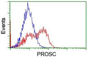 Image no. 2 for anti-Proline Synthetase Co-Transcribed (PROSC) antibody (ABIN1500441) (PROSC anticorps)