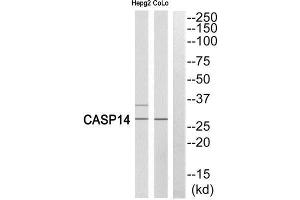 Western Blotting (WB) image for anti-Caspase 14, Apoptosis-Related Cysteine Peptidase (CASP14) (Cleaved-Lys222) antibody (ABIN1853489) (CASP14 anticorps  (Cleaved-Lys222))