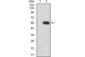 Western blot analysis using MIB1 mAb against HEK293 (1) and MIB1 (AA: 6-221)-hIgGFc transfected HEK293 (2) cell lysate. (MIB1 anticorps  (AA 6-221))