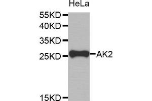 Western Blotting (WB) image for anti-Adenylate Kinase 2 (AK2) antibody (ABIN1678617) (Adenylate Kinase 2 anticorps)