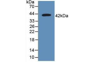 Western blot analysis of recombinant Human TSPAN30. (CD63 anticorps  (AA 103-203))