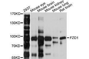 Western blot analysis of extracts of various cell lines, using FZD1 antibody (ABIN4903713) at 1:1000 dilution. (FZD1 anticorps)