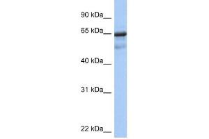 PCK1 antibody used at 1 ug/ml to detect target protein. (PCK1 anticorps  (Soluble))