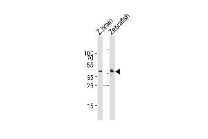 Western blot analysis of lysates from zebra fish brain, Zebrafish tissue lysate (from left to right), using (DANRE) mapk12 Antibody (C-term) Azb18716c. (MAPK12 anticorps  (AA 319-353))