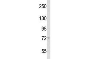 Wee1 antibody western blot analysis in WiDr lysate. (WEE1 anticorps  (AA 202-230))