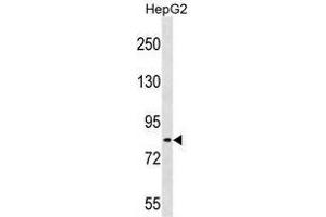 TSC22D2 Antibody (N-term) (AP54369PU-) western blot analysis in HepG2 cell line lysates (35 µg/lane). (TSC22D2 anticorps  (N-Term))
