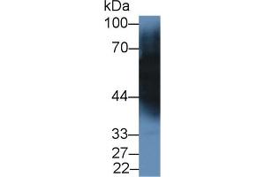 Detection of TF in Porcine Cerebrum lysate using Monoclonal Antibody to Transferrin (TF) (Transferrin anticorps  (AA 318-453))