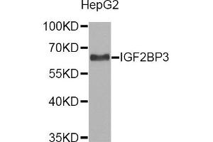 Western Blotting (WB) image for anti-Insulin-Like Growth Factor 2 mRNA Binding Protein 3 (IGF2BP3) antibody (ABIN1873170) (IGF2BP3 anticorps)