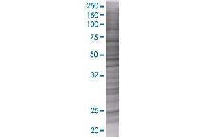 PTRH1 transfected lysate. (PTRH1 293T Cell Transient Overexpression Lysate(Denatured))