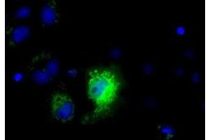 Immunofluorescence (IF) image for anti-NME/NM23 Nucleoside Diphosphate Kinase 4 (NME4) antibody (ABIN1499779) (NME4 anticorps)