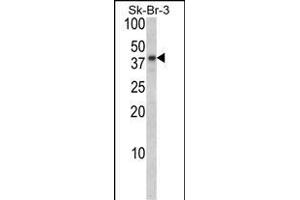 Western blot analysis of BGN Antibody (Center) (ABIN390701 and ABIN2840987) in Sk-Br-3 cell line lysates (35 μg/lane). (Biglycan anticorps  (AA 148-176))