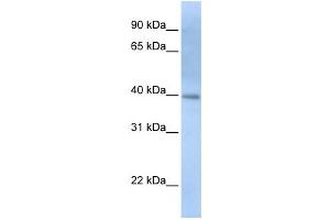 Western Blotting (WB) image for anti-Inositol-Tetrakisphosphate 1-Kinase (ITPK1) antibody (ABIN2459840) (ITPK1 anticorps)