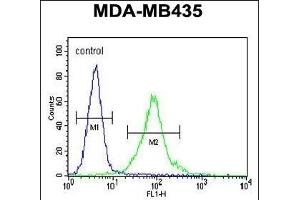 MeCP2 Antibody (N-term S80) (ABIN655914 and ABIN2845313) flow cytometric analysis of MDA-M cells (right histogram) compared to a negative control cell (left histogram). (MECP2 anticorps  (N-Term))