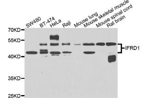 Western blot analysis of extracts of various cell lines, using IFRD1 antibody (ABIN5975534) at 1/1000 dilution. (IFRD1 anticorps)