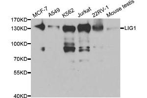 Western blot analysis of extracts of various cell lines, using LIG1 antibody. (LIG1 anticorps)