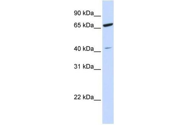 ZNF334 anticorps  (N-Term)