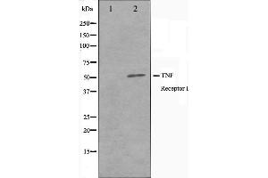 Western blot analysis of TNFR1 Antibody expression in A549 cells lysates. (TNFRSF1A anticorps  (C-Term))