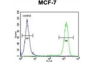 Flow cytometric analysis of MCF-7 cells (right histogram) compared to a negative control cell left histogram) using EFHB  Antibody  (N-term), followed by FITC-conjugated goat-anti-rabbit secondary antibodies. (EFHB anticorps  (N-Term))