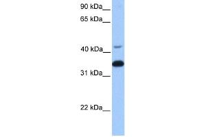 WB Suggested Anti-GNB2 Antibody Titration:  0. (GNB2 anticorps  (Middle Region))