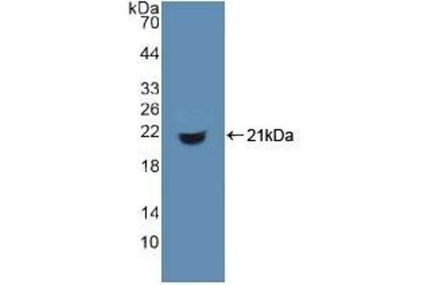 CD74 anticorps  (AA 64-205)
