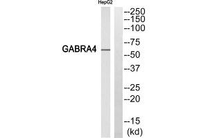 Western blot analysis of extracts from HepG2 cells, using gABRA4 antibody. (GABRA4 anticorps  (Internal Region))