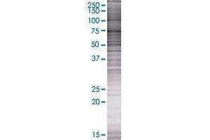 SLC37A3 transfected lysate. (SLC37A3 293T Cell Transient Overexpression Lysate(Denatured))