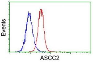 Flow cytometric Analysis of Hela cells, using anti-ASCC2 antibody (ABIN2454505), (Red), compared to a nonspecific negative control antibody, (Blue). (ASCC2 anticorps)