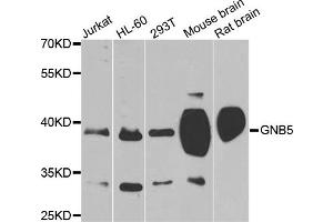 Western blot analysis of extracts of various cell lines, using GNB5 antibody (ABIN1872852) at 1:1000 dilution. (GNB5 anticorps)