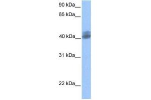 LOC653135 antibody used at 0. (LOC653135 anticorps  (Middle Region))