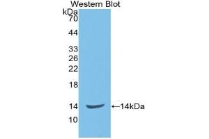 Detection of Recombinant ENG, Rat using Monoclonal Antibody to Endoglin (ENG) (Endoglin anticorps  (AA 26-136))