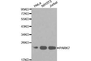 Western blot analysis of extracts of various cell lines, using PARK7 antibody. (PARK7/DJ1 anticorps)