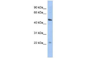 C12ORF50 antibody used at 1 ug/ml to detect target protein. (C12ORF50 anticorps  (N-Term))