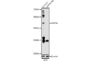 Western blot analysis of extracts from normal (control) and G knockout (KO) 293T cells, using G antibody (ABIN6129535, ABIN6140973, ABIN6140974 and ABIN6218721) at 1:1000 dilution. (GATA3 anticorps  (AA 1-260))