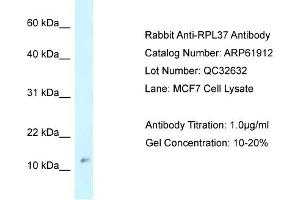 Western Blotting (WB) image for anti-Ribosomal Protein L37 (RPL37) (Middle Region) antibody (ABIN786514) (RPL37 anticorps  (Middle Region))