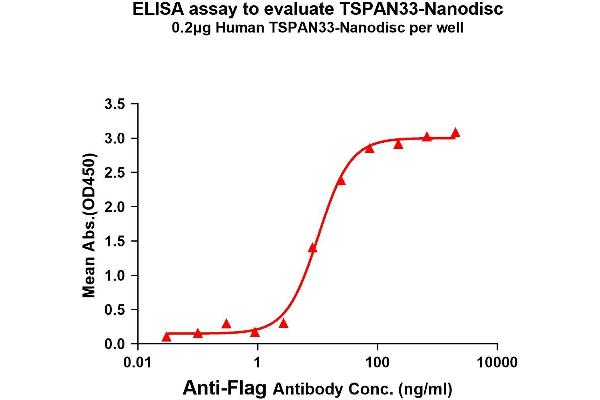 TSPAN33 Protéine