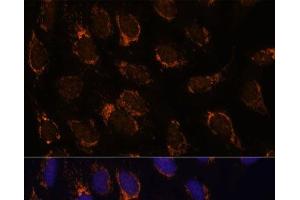 Immunofluorescence analysis of U-2 OS cells using TSFM Polyclonal Antibody at dilution of 1:100 (40x lens). (TSFM anticorps)