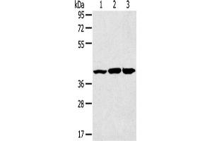 Western Blotting (WB) image for anti-Mitogen-Activated Protein Kinase 9 (MAPK9) antibody (ABIN2431550) (JNK2 anticorps)