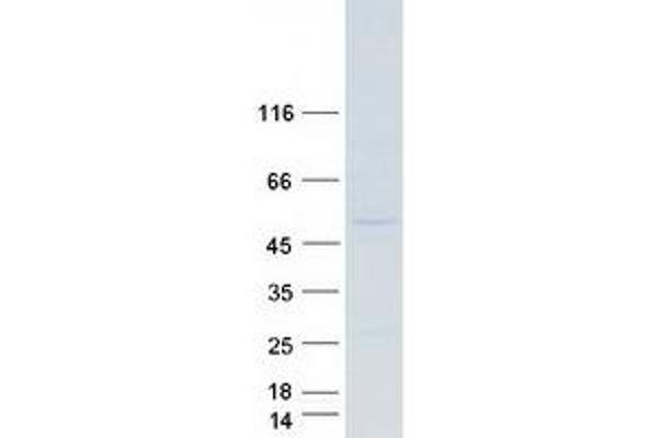 EIF3E Protein (Myc-DYKDDDDK Tag)