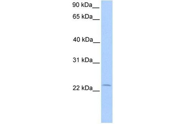 Chromosome 5 Open Reading Frame 39 (C5orf39) (N-Term) anticorps