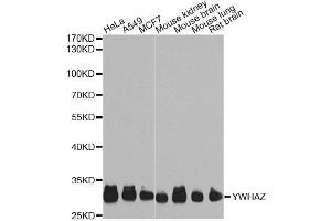Western blot analysis of extracts of various cell lines, using YWHAZ Antibody. (14-3-3 zeta anticorps)