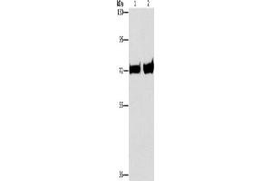 Western Blotting (WB) image for anti-phosphoenolpyruvate Carboxykinase 1 (Soluble) (PCK1) antibody (ABIN2434211) (PCK1 anticorps)
