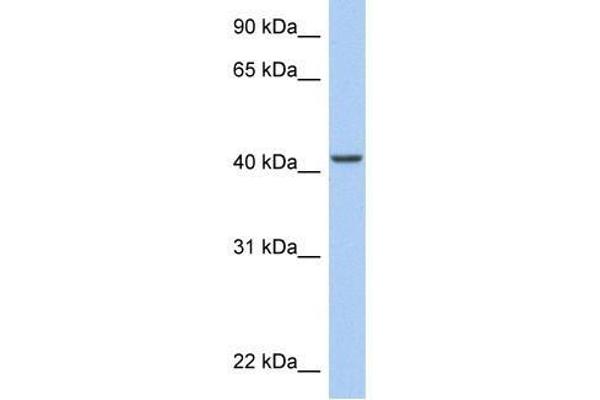 ARID3C anticorps  (C-Term)